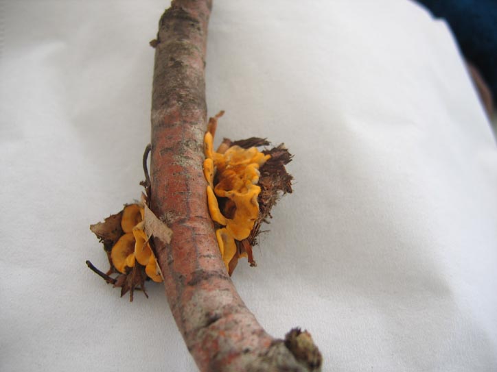 Clitopilus prunulus....e altro....